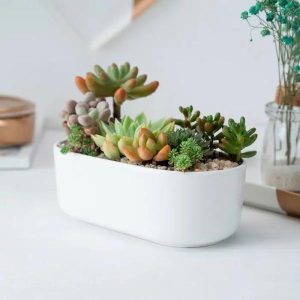 Pot | Oval Succulent Ceramic Flowerpot Clafts & Pots Pot